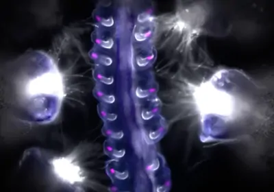 pollen tubes releasing sperm into ovule pollen tubes releasing sperm into ovule